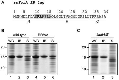 Mutagenesis-Based Characterization and Improvement of a Novel Inclusion Body Tag